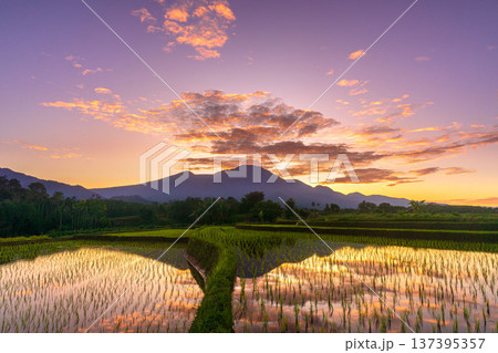 Beautiful morning view indonesia Panorama Landscape paddy fields with beauty color and sky natural light Beautiful morning view indonesia Panorama Landscape paddy fields with beauty color and sky natural light 137395357
