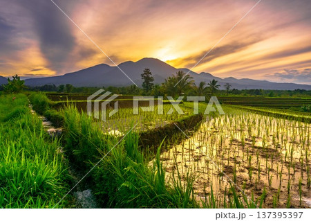 Beautiful morning view indonesia Panorama Landscape paddy fields with beauty color and sky natural light Beautiful morning view indonesia Panorama Landscape paddy fields with beauty color and sky natural light 137395397
