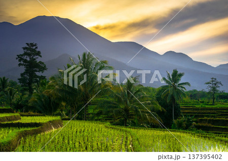 Beautiful morning view indonesia Panorama Landscape paddy fields with beauty color and sky natural light Beautiful morning view indonesia Panorama Landscape paddy fields with beauty color and sky natural light 137395402