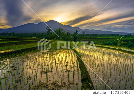 Beautiful morning view indonesia Panorama Landscape paddy fields with beauty color and sky natural light Beautiful morning view indonesia Panorama Landscape paddy fields with beauty color and sky natural light 137395403