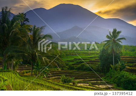 Beautiful morning view indonesia Panorama Landscape paddy fields with beauty color and sky natural light Beautiful morning view indonesia Panorama Landscape paddy fields with beauty color and sky natural light 137395412