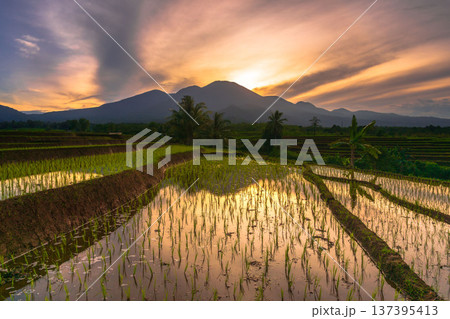 Beautiful morning view indonesia Panorama Landscape paddy fields with beauty color and sky natural light Beautiful morning view indonesia Panorama Landscape paddy fields with beauty color and sky natural light 137395413