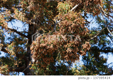 スギ 花粉 137395414