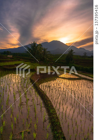 Beautiful morning view indonesia Panorama Landscape paddy fields with beauty color and sky natural light 137395416