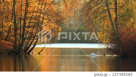 Beautiful autumn scene with swan swimming in calm water surrounded by colorful trees in a park during sunset Beautiful autumn scene with swan swimming in calm water surrounded by colorful trees in a park during sunset 137395565