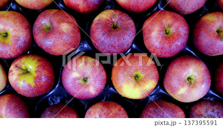 Fresh apples on display in a market for sale during a sunny day in autumn season 137395591