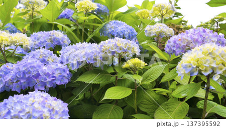 Colorful flowers bloom in a garden during spring, showcasing blue and yellow hues in a vibrant display among green leaves Colorful flowers bloom in a garden during spring, showcasing blue and yellow hues in a vibrant display among green leaves 137395592