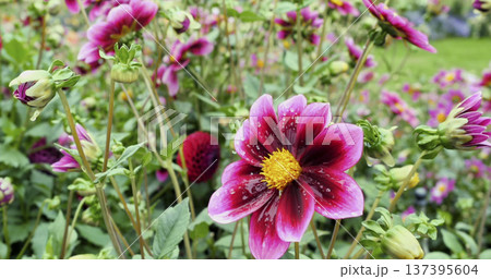 Bright pink and purple flowers bloom in a garden during a sunny day in spring, attracting bees and butterflies Bright pink and purple flowers bloom in a garden during a sunny day in spring, attracting bees and butterflies 137395604