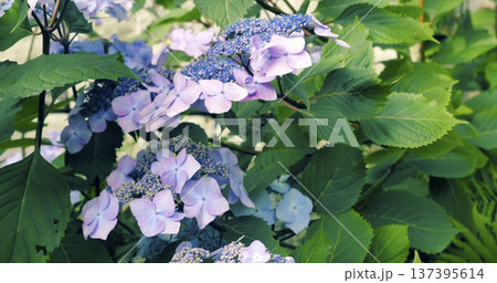 Pink and purple hydrangea flowers grow in a garden during summer months near green leaves and plants Pink and purple hydrangea flowers grow in a garden during summer months near green leaves and plants 137395614