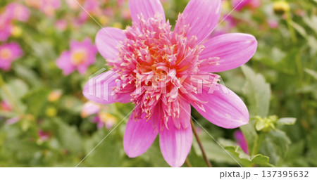 Pink flower blooming in a garden during spring with green leaves and other flowers in background 137395632