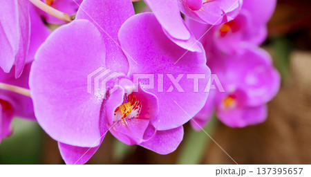 Orchid flowers bloom in a garden during spring season showcasing rich colors and patterns in nature near a wooden surface Orchid flowers bloom in a garden during spring season showcasing rich colors and patterns in nature near a wooden surface 137395657
