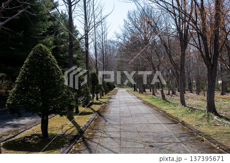 春の公園の散歩道 春の公園の散歩道 137395671