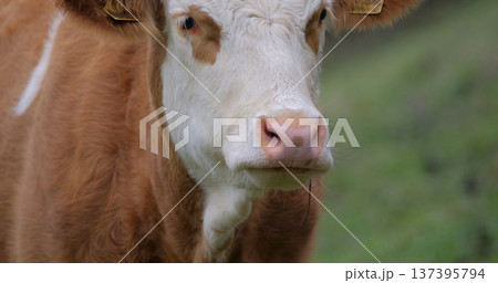Cow stands in a field looking at the camera during daytime in a rural area with green grass and a gentle slope in the background Cow stands in a field looking at the camera during daytime in a rural area with green grass and a gentle slope in the background 137395794