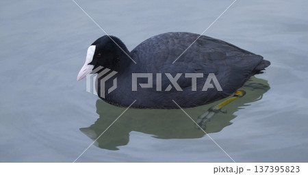 Coot swimming in clear water near the shore during the early morning hours in a natural setting Coot swimming in clear water near the shore during the early morning hours in a natural setting 137395823