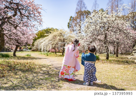 梅の花の咲く公園で遊ぶ着物姿の子供達 梅の花の咲く公園で遊ぶ着物姿の子供達 137395993