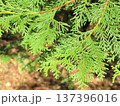 爽やかな緑のヒノキの枝葉 春から初夏の自然イメージ 137396016