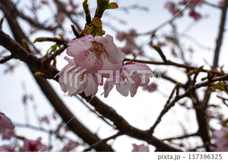 早咲きの桜の花 137396325