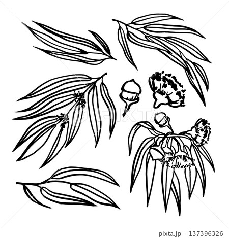VecHand drawn vector eucalyptus. Eucalyptus VecHand drawn vector eucalyptus. Eucalyptus 137396326