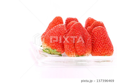 イチゴ　紅ほっぺ　明るい背景　大きい 137396469