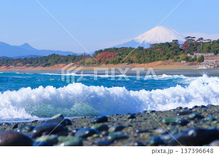 小石が広がる照ヶ崎海岸から望むこゆるぎの浜と雪化粧の富士山 キラキラ輝く白波と小石 小石が広がる照ヶ崎海岸から望むこゆるぎの浜と雪化粧の富士山 キラキラ輝く白波と小石 137396648
