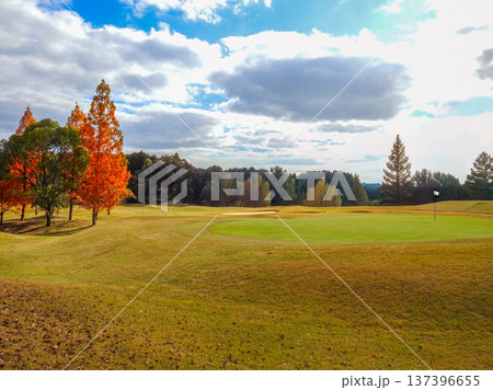 メタセコイアが紅葉する秋のゴルフ場コース 137396655