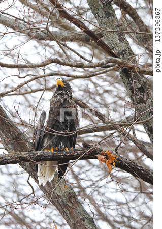 小雨の中獲物を探すオオワシ　おおわし　大鷲　猛禽類　北海道野鳥 137396867