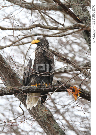 小雨の中獲物を探すオオワシ おおわし 大鷲 猛禽類 北海道野鳥 小雨の中獲物を探すオオワシ おおわし 大鷲 猛禽類 北海道野鳥 137396870