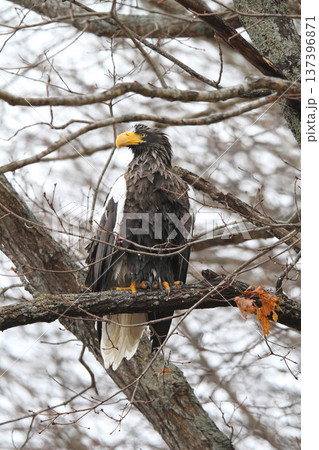 小雨の中獲物を探すオオワシ　おおわし　大鷲　猛禽類　北海道野鳥 137396871