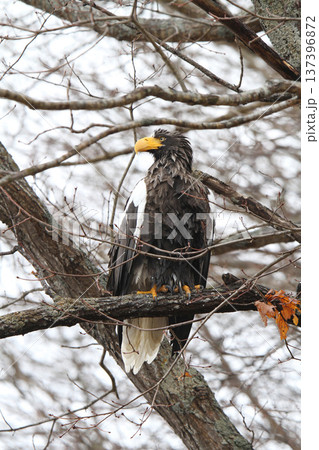 小雨の中獲物を探すオオワシ　おおわし　大鷲　猛禽類　北海道野鳥 137396872