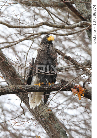 小雨の中獲物を探すオオワシ　おおわし　大鷲　猛禽類　北海道野鳥 137396874