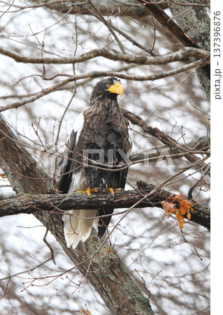 小雨の中獲物を探すオオワシ　おおわし　大鷲　猛禽類　北海道野鳥 137396876