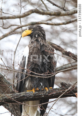 小雨の中獲物を探すオオワシ おおわし 大鷲 猛禽類 北海道野鳥 小雨の中獲物を探すオオワシ おおわし 大鷲 猛禽類 北海道野鳥 137396880