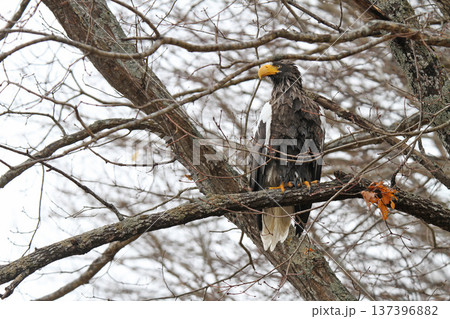 小雨の中獲物を探すオオワシ　おおわし　大鷲　猛禽類　北海道野鳥 137396882