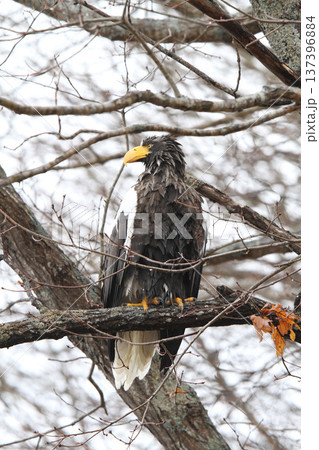 小雨の中獲物を探すオオワシ　おおわし　大鷲　猛禽類　北海道野鳥 137396884