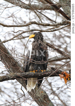 小雨の中獲物を探すオオワシ おおわし 大鷲 猛禽類 北海道野鳥 小雨の中獲物を探すオオワシ おおわし 大鷲 猛禽類 北海道野鳥 137396885