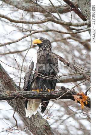 小雨の中獲物を探すオオワシ　おおわし　大鷲　猛禽類　北海道野鳥 137396889
