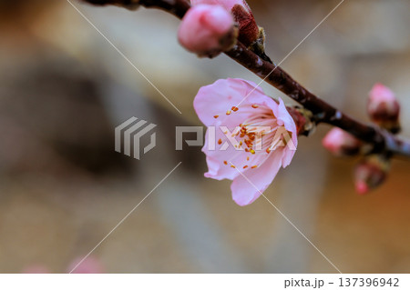 Peach blossom flower blooms on branch with pink buds in garden during spring. 137396942