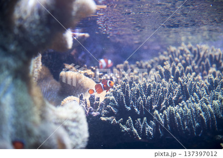 珊瑚で暮らすクマノミ 137397012