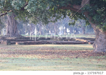 ネパールのルンビニの木々の森と遺跡の残っている公園の風景 ネパールのルンビニの木々の森と遺跡の残っている公園の風景 137397017