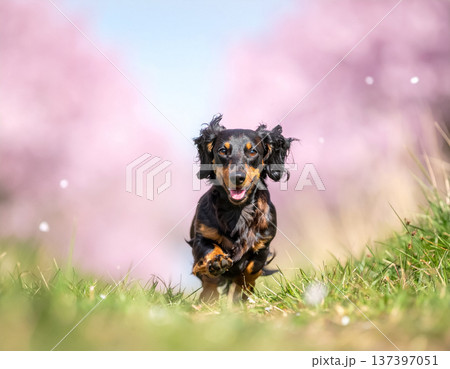 春の芝生を駆けるダックスフンド 137397051