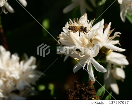 Eastern or Asiatic or Asian honey bee fliing to seeking nectar on Robusta coffee blossom on tree plant with green leaf. Petals and white stamens of blooming flowers 137397057