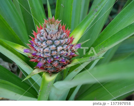 Pineapple blossom with green leaves in background, The purple petals of the flower spring on the fruit 137397058