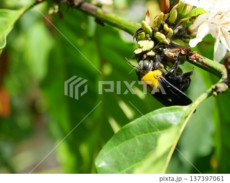 Eastern carpenter Bee fliing to seeking nectar in Robusta coffee flower on tree plant with green leaf, Yellow hair and black stripes on bumblebee Eastern carpenter Bee fliing to seeking nectar in Robusta coffee flower on tree plant with green leaf, Yellow hair and black stripes on bumblebee 137397061