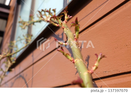 つるバラの芽吹き01 つるバラの芽吹き01 137397070