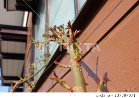 つるバラの芽吹き02 つるバラの芽吹き02 137397071