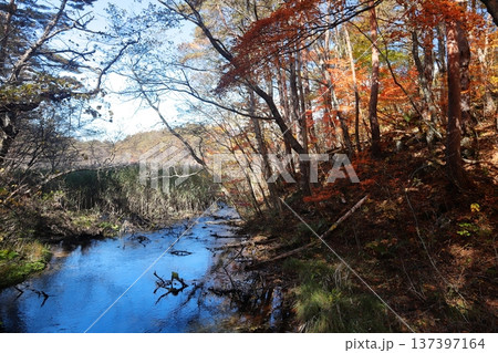 裏磐梯五色沼 紅葉 毘沙門沼 裏磐梯五色沼 紅葉 毘沙門沼 137397164