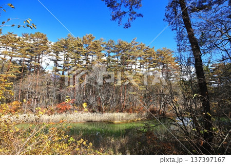 裏磐梯五色沼 紅葉 赤沼 裏磐梯五色沼 紅葉 赤沼 137397167