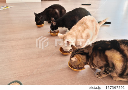 飼い猫の食事風景 137397291