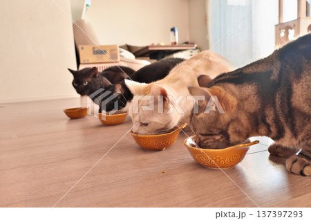 飼い猫の食事風景 飼い猫の食事風景 137397293