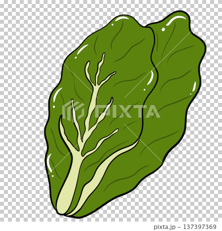 Lettuce Leaf Cartoon Vegetable Illustration Isolated Lettuce Leaf Cartoon Vegetable Illustration Isolated 137397369